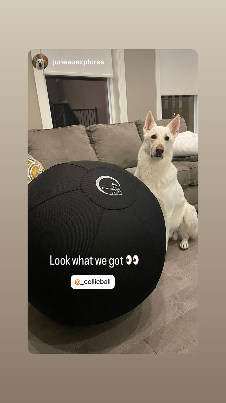 a German shepherd sitting next to black herding ball in a living room, next to a couch