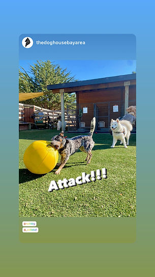 Red heeler is trying to bite a yellow herding ball on a sunny day.