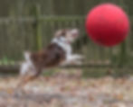 a border collie jumping after a red herding ball in a backyard