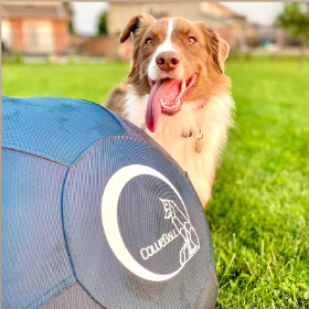 australian sheoherd is behind a blue herding ball while its tongue is out