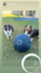 Two dog waiting to command play in front of their new blue herding ball on a backyard of a house