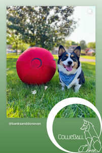 a corgi sitting next to a small red herding all on grasses