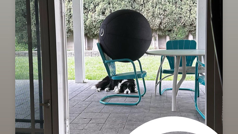 calm dog at rest