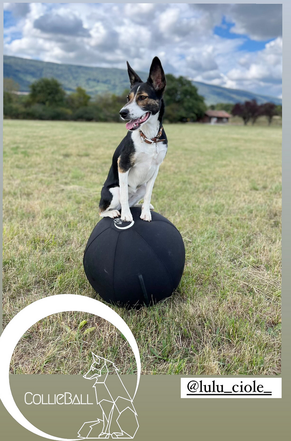a German shepherd sitting on a black herding ball on grasses