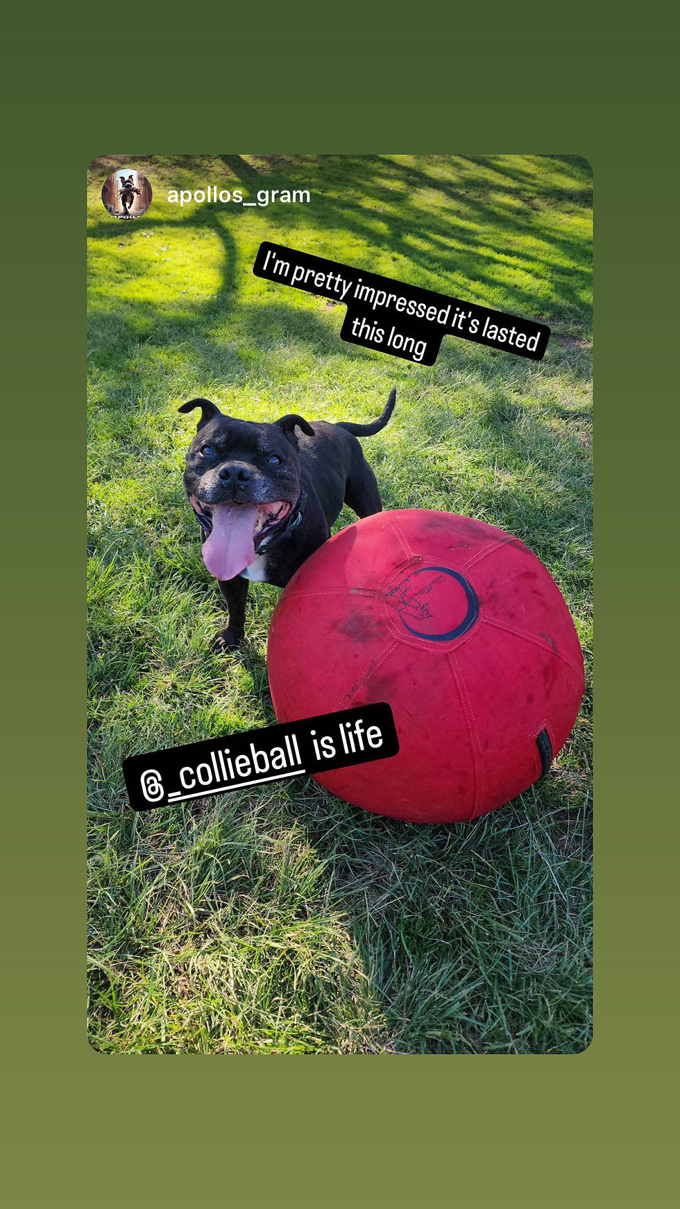 ABull Terrier tongue out standing behind a red herding ball on grasses