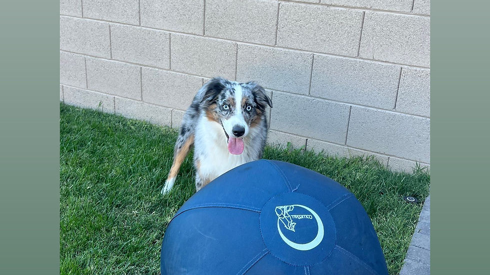 An Australian Shepherd sitting beside a blue herding ball