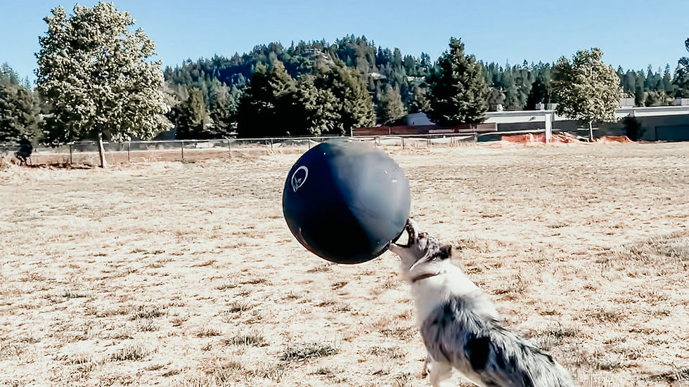 A Border Collie working a herding ball outdoors