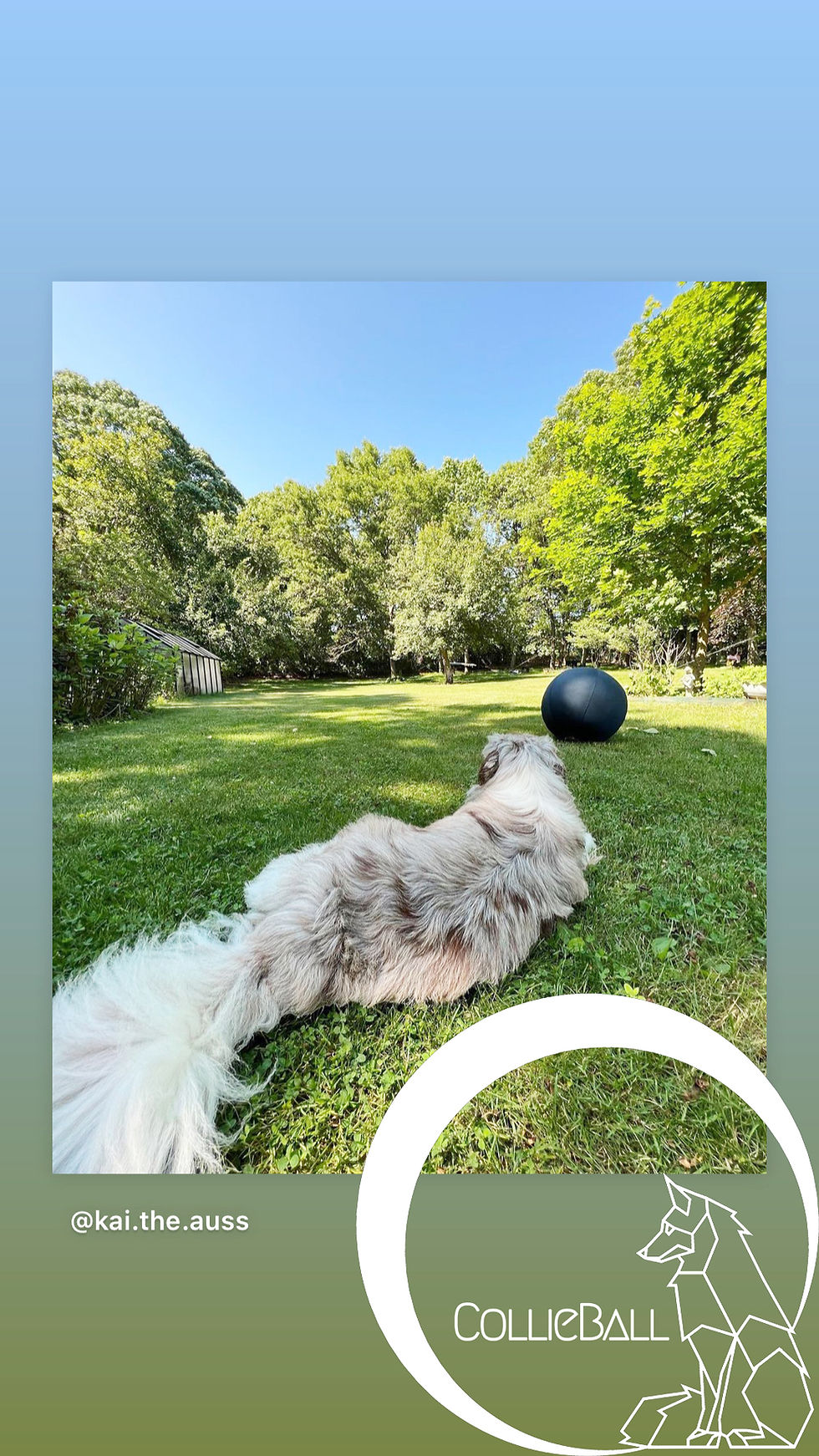 Top 10 Toys For Australian Shepherd