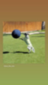 Dog in floral shirt jumps to hit a blue herding ball on grass, wooden fence background. Playful mood. Text: @ava_the_mix.