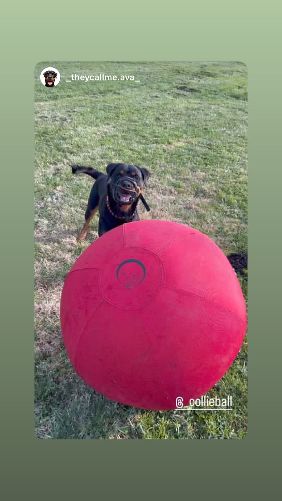 'Best Toys for Herding Dogs Top 5 Picks for Active Canines'