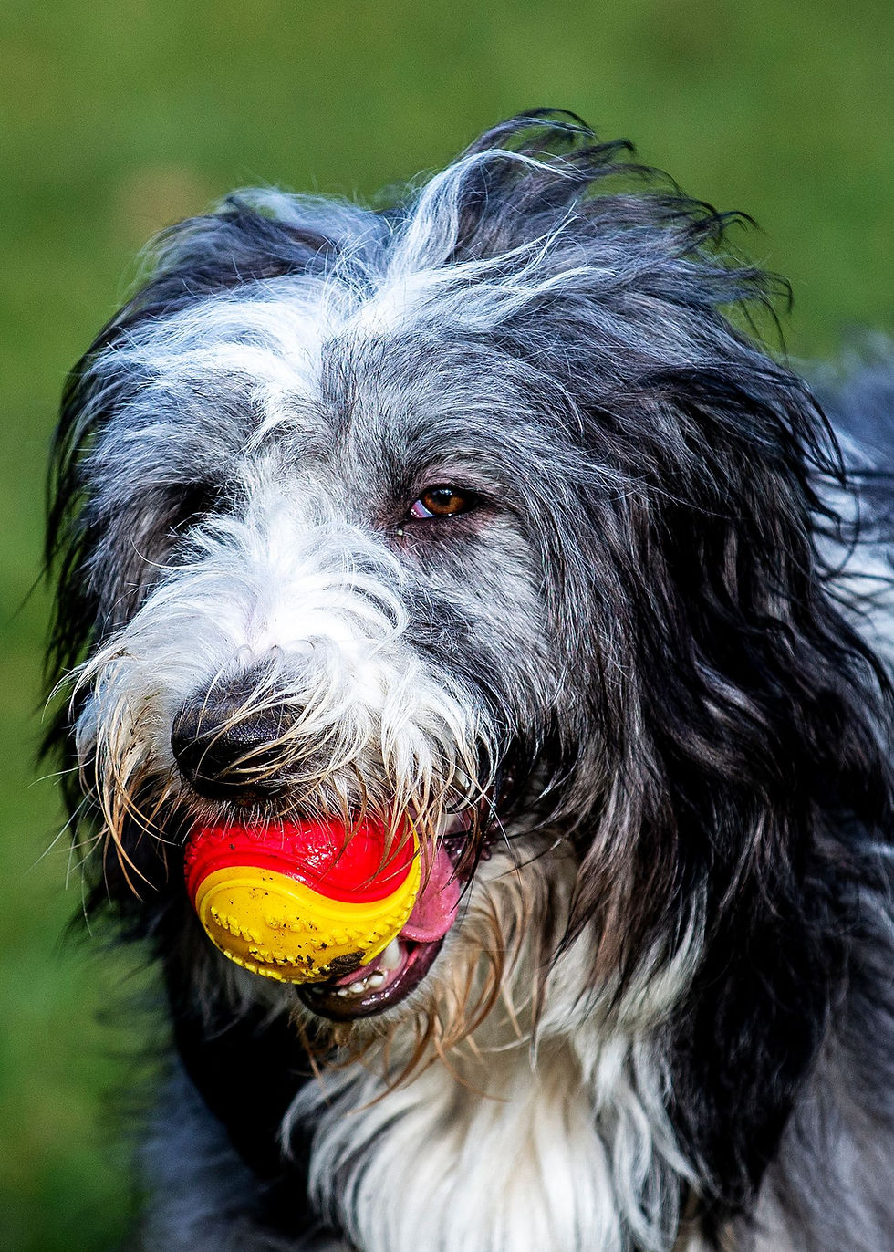 Bearded Collie gripping a regular ball in its mouth — exactly the carry habit a herding ball for dogs is sized to prevent