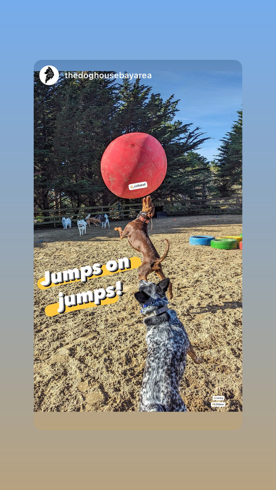 a border collie and a pointer jumping after a red herding ball on grasses