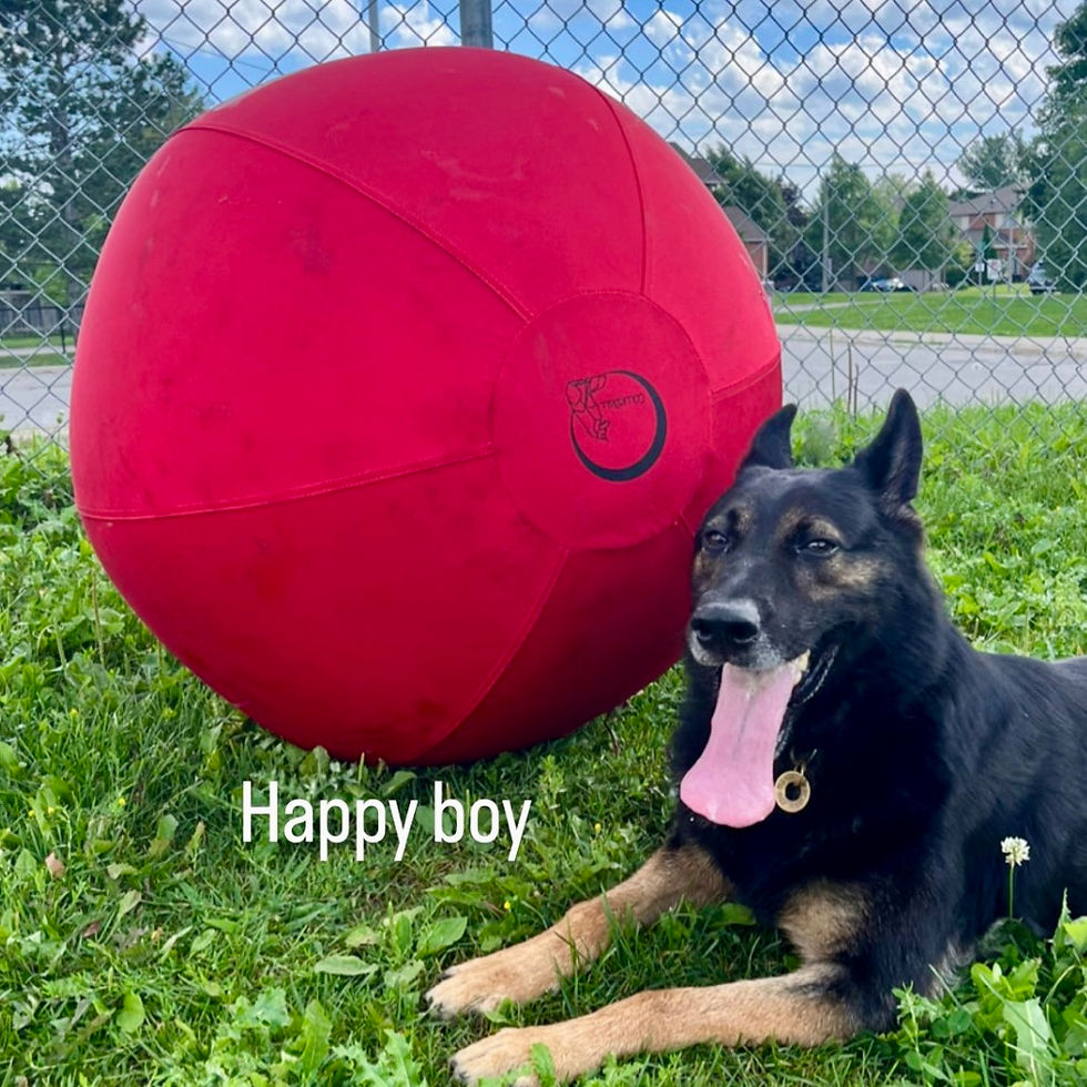 Best Herding Ball for Dutch Shepherds: Sizing | CollieBall