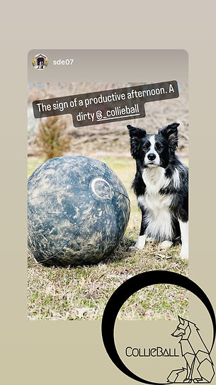 Black and White Border Collie is standing next to dirty navy colored herding ball on grass.