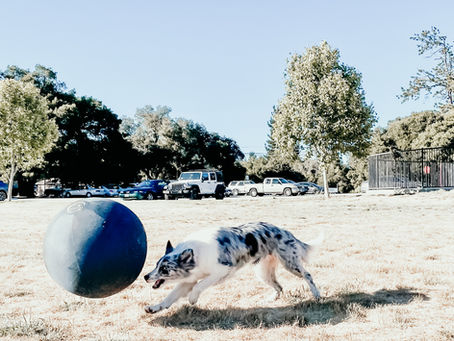 Tips for Calming an Active Border Collie - Herding Balls for Dogs