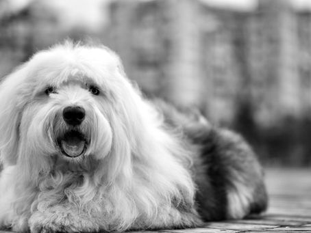 Best Herding Ball for Old English Sheepdogs: Sizing | CollieBall