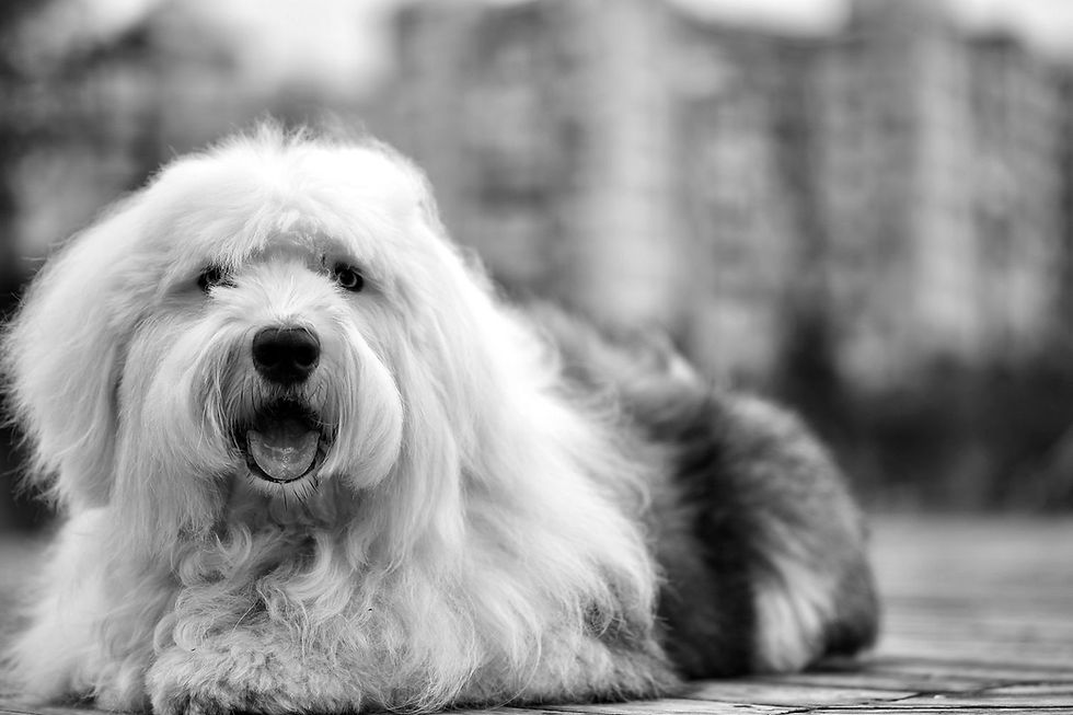 Best Herding Ball for Old English Sheepdogs: Sizing | CollieBall