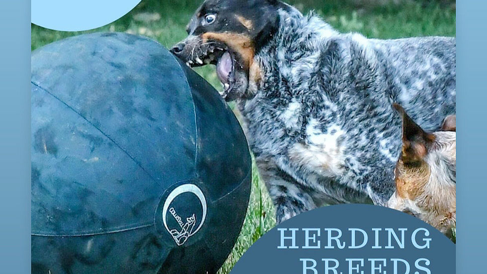 Border Collie with herding ball outdoors