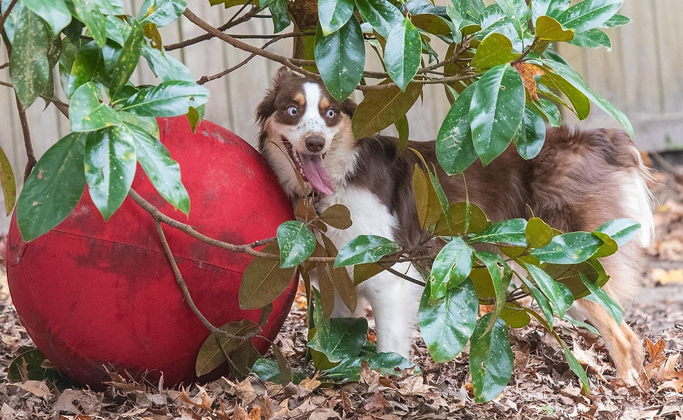 an australian shepherd and a red herding ball in the bushes
