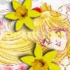 Venuslogo.gif