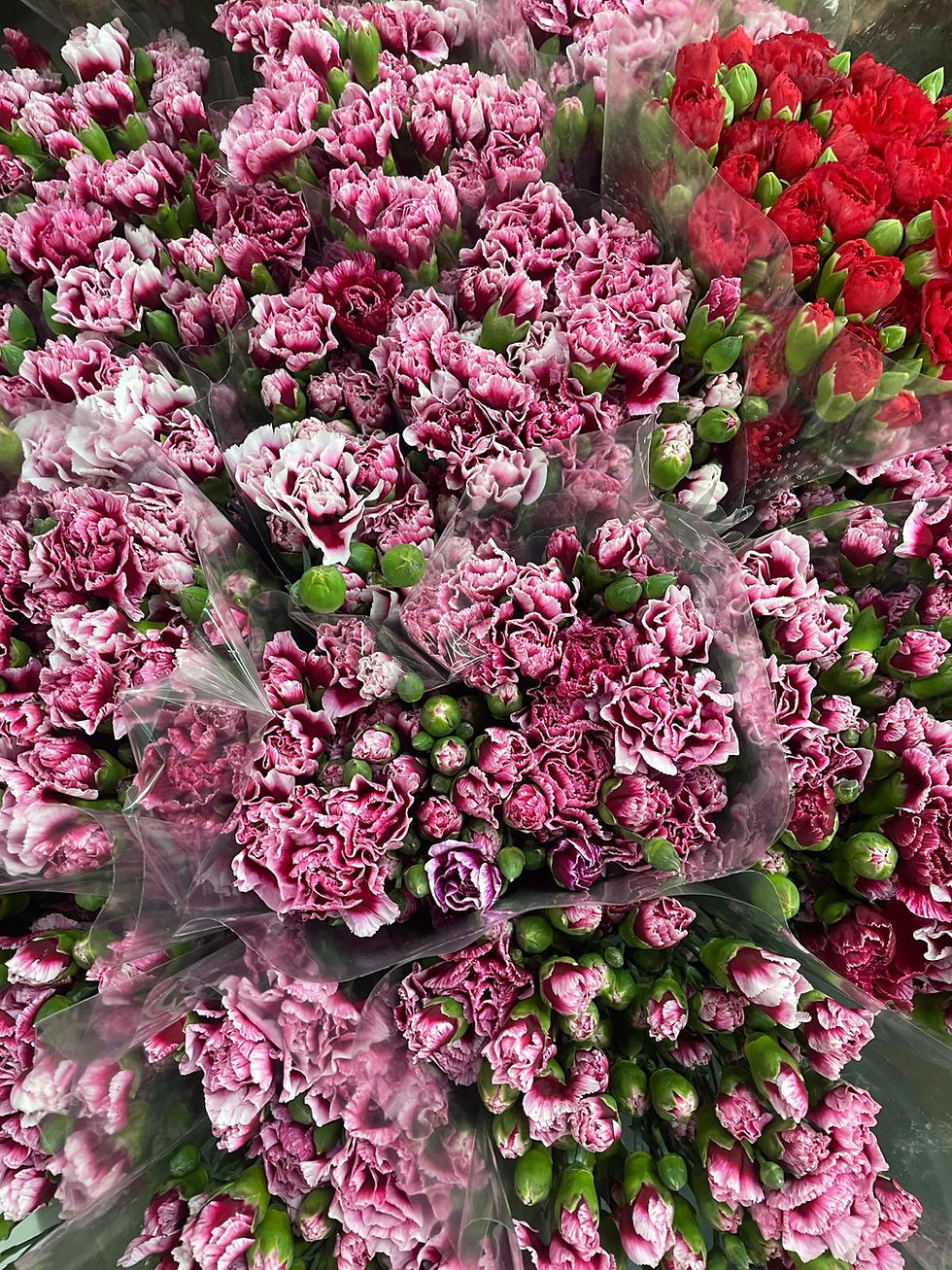 Miniaturbild: Spray Carnation (Bunch)