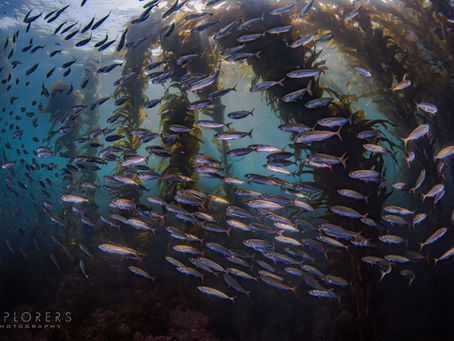 Catalina Island Kelp Forest Diving: What to Expect