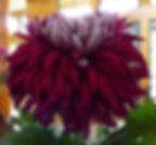 C2 oe 4 Pretty Polly'