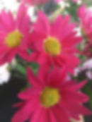 23032428_375599036206976_5586709844128161093_n