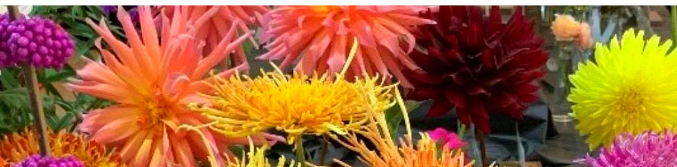 2026CCCSBorderMums_edited.jpg