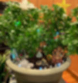 gardenbig_edited.jpg