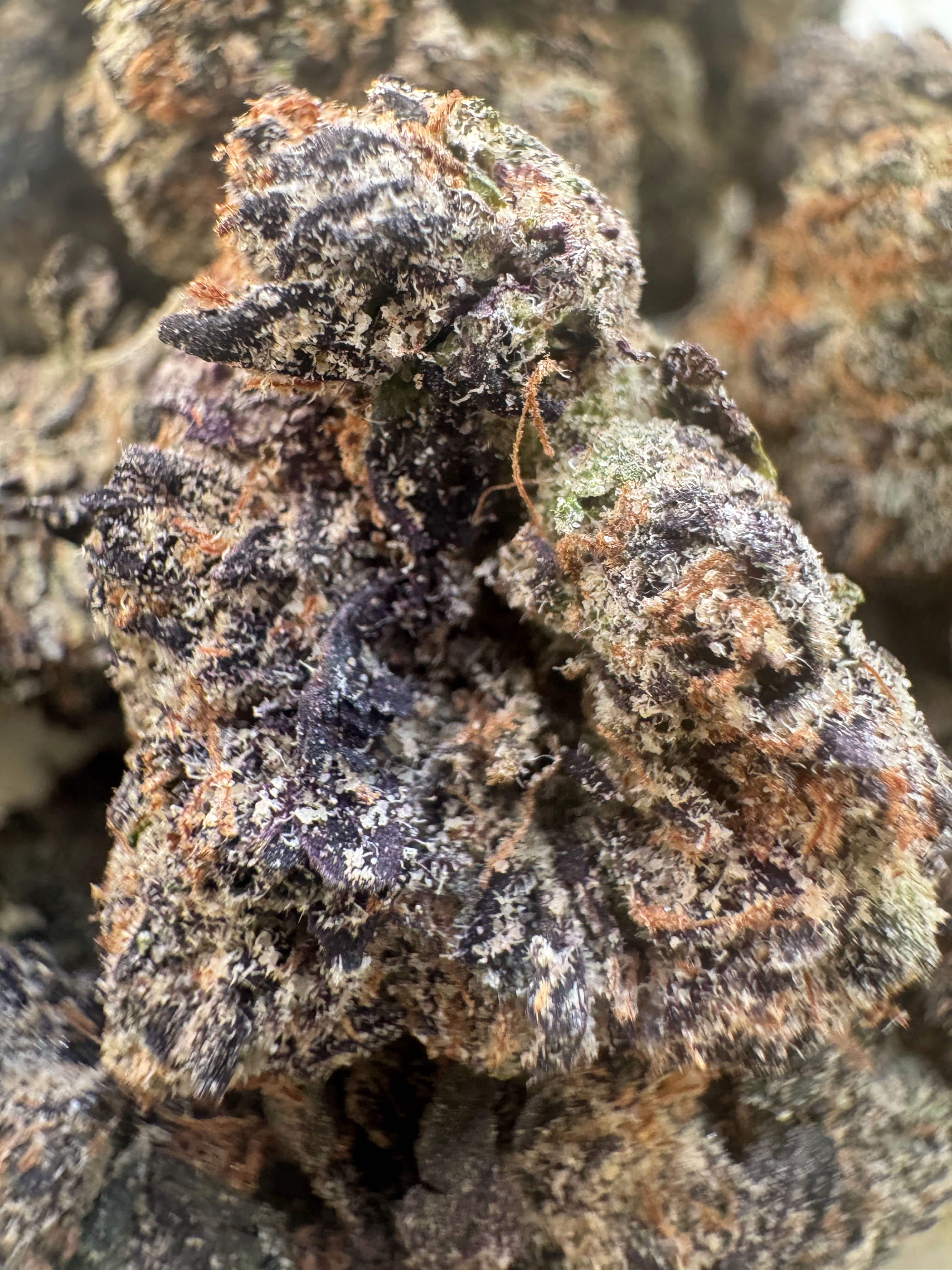 Blueberry Gumbo (sticker)