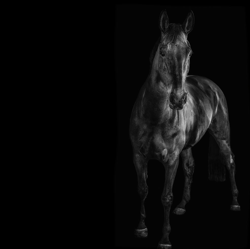 KimmoKauppinen-photography-horse.png