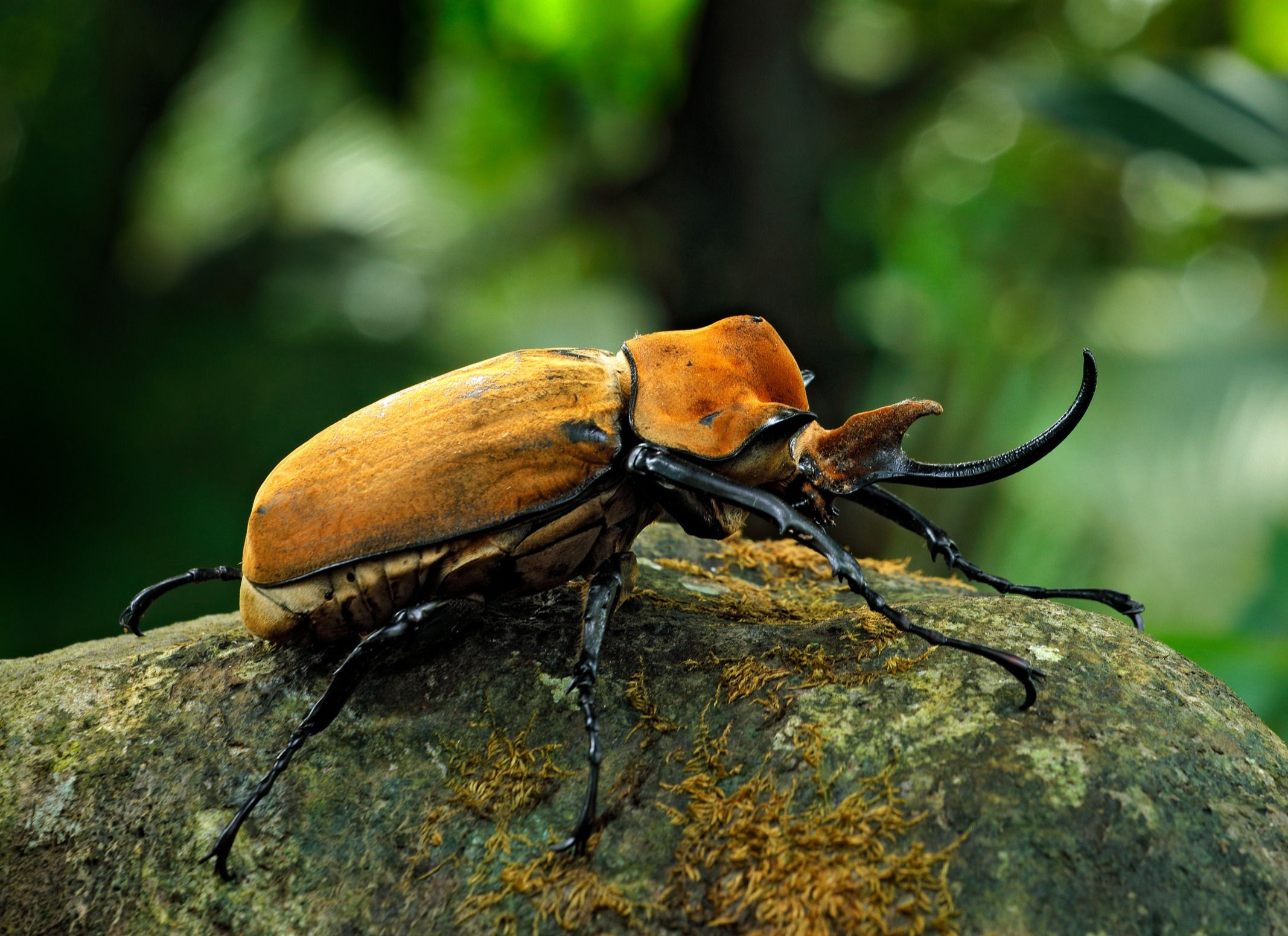 Megasoma elephas 2nd Instar x 1
