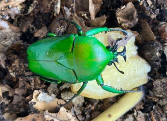 Dicronorhina micans L3 Larvae x 6