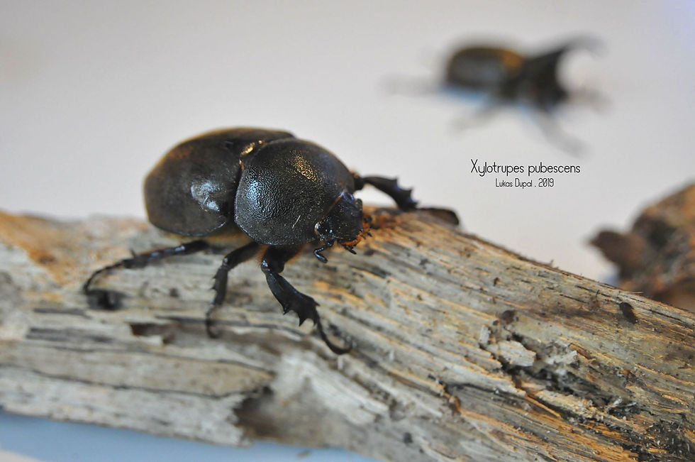 Thumbnail: Xylotrupes pubescens 1st instar larvae x1
