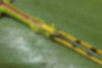 Thumbnail: Anarchodes annulipes 3rd Instar x 6
