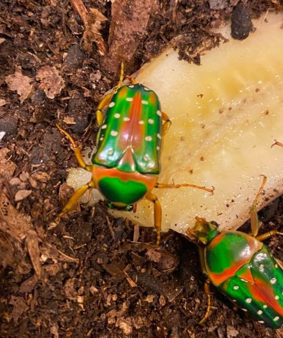 Thumbnail: Stephanorrhina julia - Spotted Flower Beetle 1st - 2nd Instar x 5