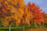 Congés d'automne