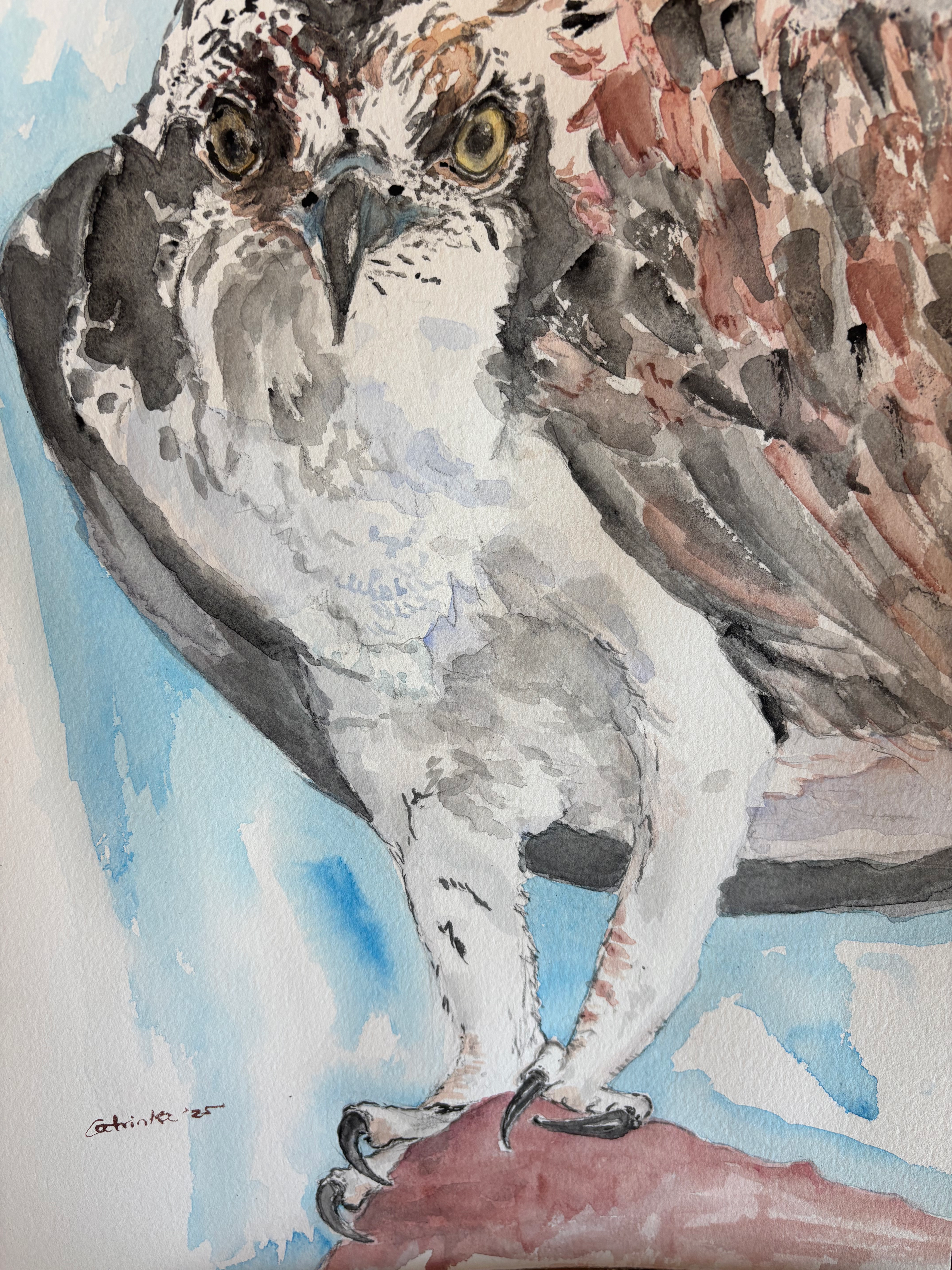 Osprey Staring Contest