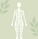 Système lymphatique