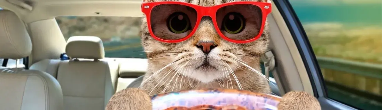 Cat road trip.webp