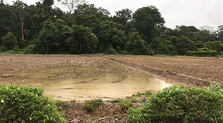 Junjungan Site 2.jpeg