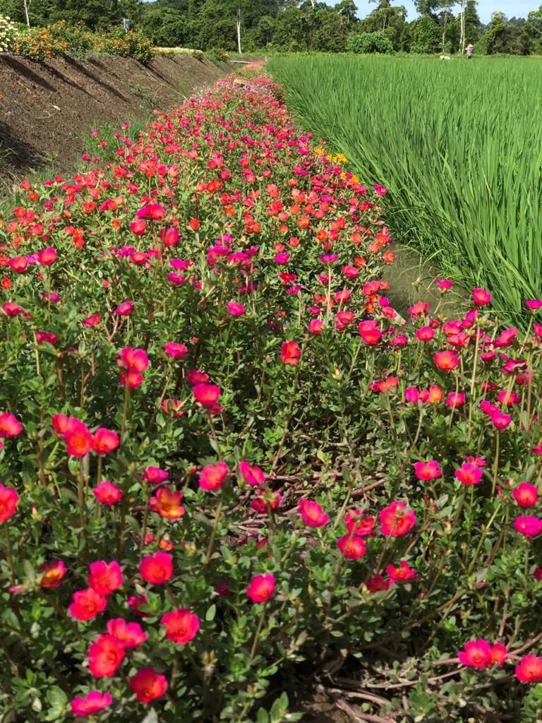 Insect-repellent flowers