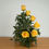 Thumbnail: Six yellow roses arranged in a half-circle with greenery on a wooden table.