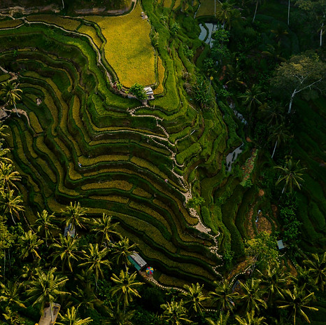 Ubud-1_edited.jpg