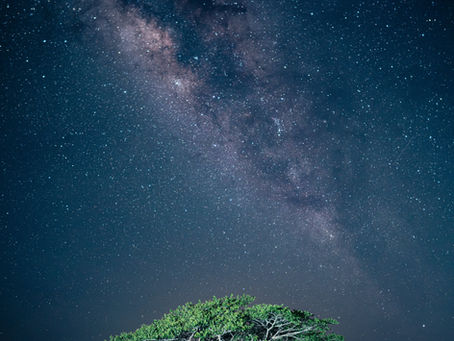 night sky and lit tree