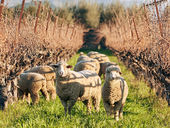 "自然派・ビオ"と言われるワインって何? 