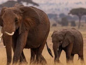 世界のワイン業界ニュース