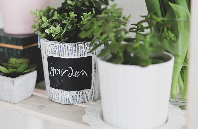 vertical-view-of-plants-in-pots-and-tuli