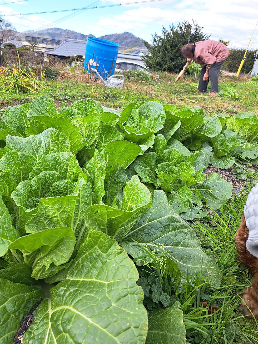 Person harvests leafy greens in a rural garden, with a blue barrel, mountains, and a dog at the edge of the frame.